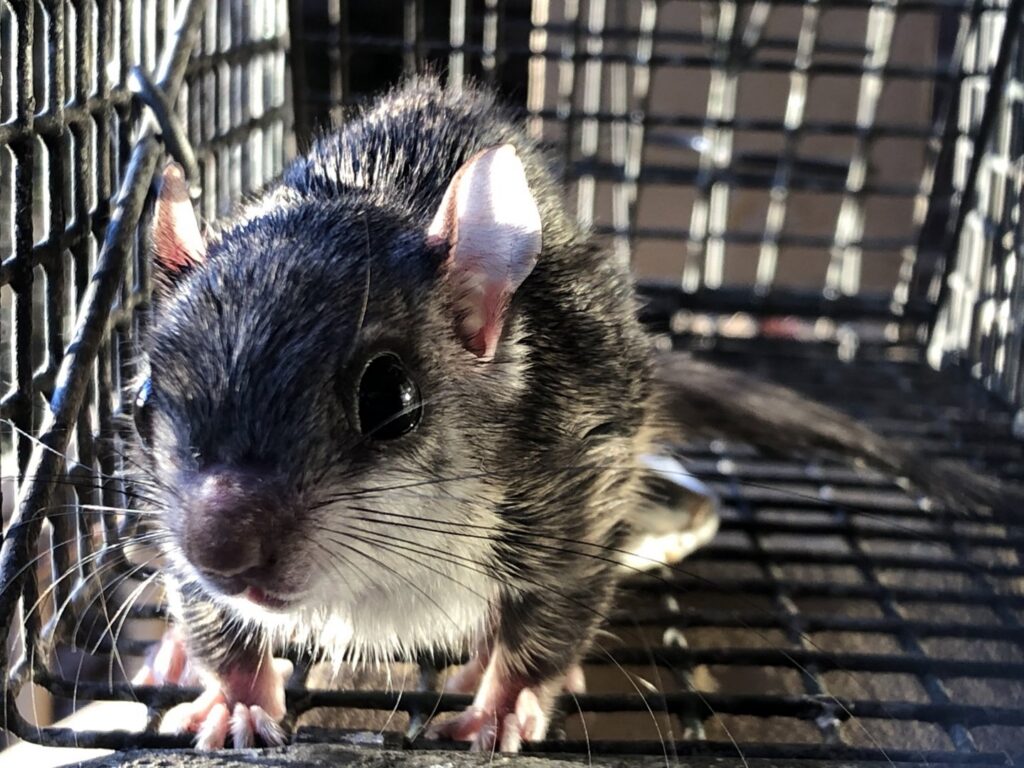 A flying squirrel captured in a cage trap, demonstrating wildlife removal by Johns Creek Bat Removal & Bat Control in Johns Creek, GA.