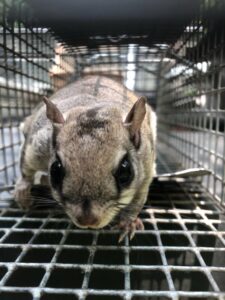 A flying squirrel captured in a cage trap, demonstrating wildlife removal services by Johns Creek Bat Removal & Bat Control in Johns Creek, GA.