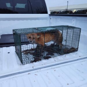 A small fox safely caught in a live trap in the back of a Biotech Pest Management truck in Summerville, SC.