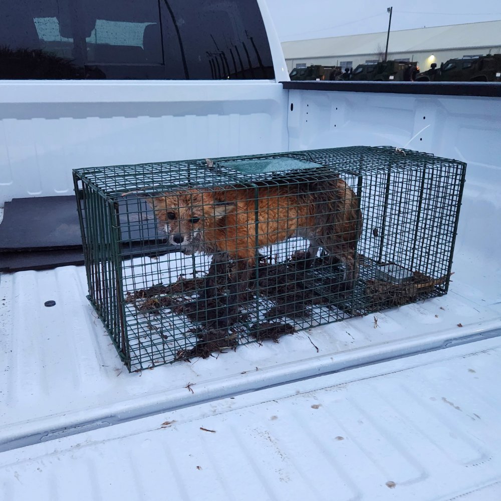 A small fox safely caught in a live trap in the back of a Biotech Pest Management truck in Summerville, SC.