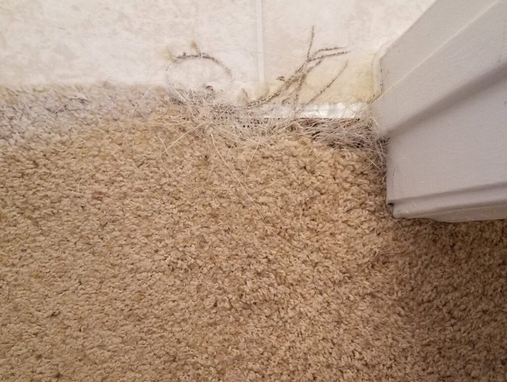 Frayed carpet edge along a baseboard needing repair by Tucson Carpet Repair & Cleaning in Tucson, AZ.