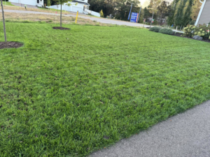 A freshly aerated residential lawn showing soil plugs, indicating professional lawn care by Nice Grass Minnesota LLC in Minneapolis, MN.