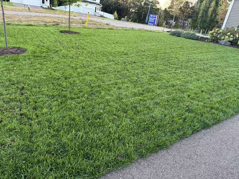 A freshly aerated residential lawn showing soil plugs, indicating professional lawn care by Nice Grass Minnesota LLC in Minneapolis, MN.