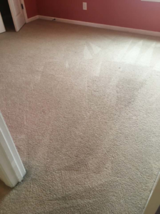 A freshly cleaned beige carpet with visible cleaning lines in a room by Blue Bunny Cleaning Services in Clarksville, TN.