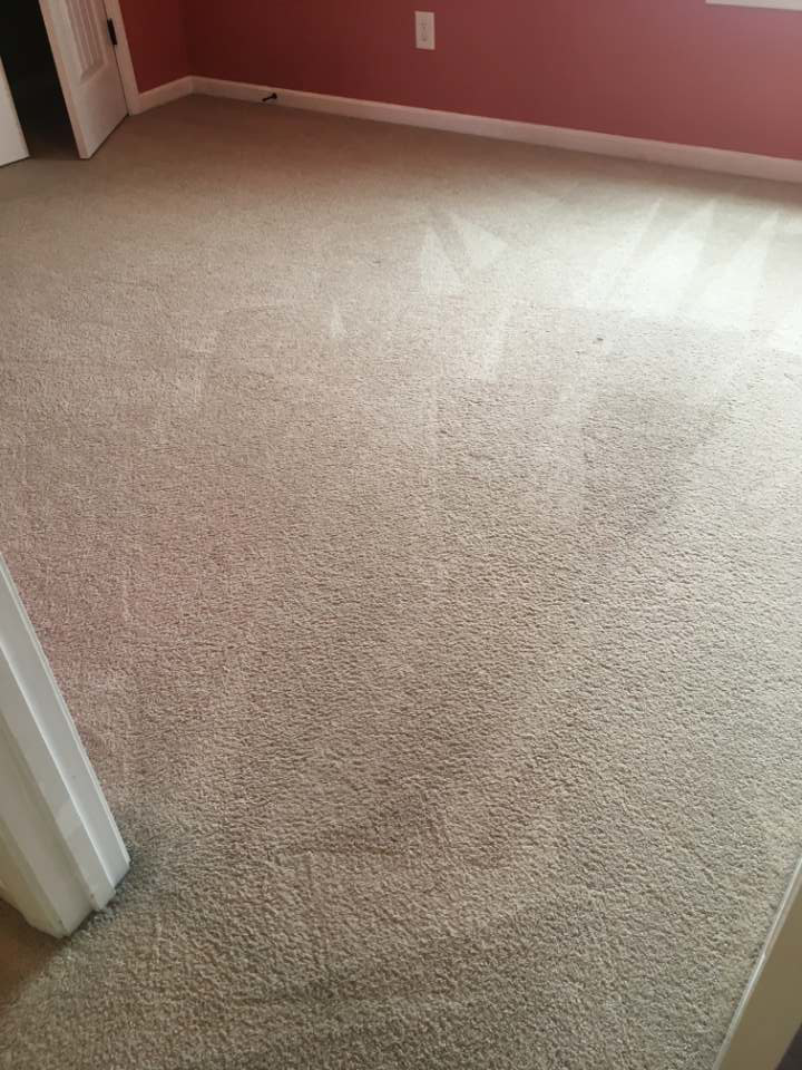 A freshly cleaned beige carpet with visible cleaning lines in a room by Blue Bunny Cleaning Services in Clarksville, TN.