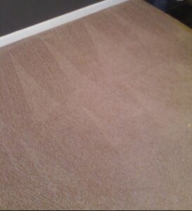 A close-up of a freshly cleaned light brown carpet with visible cleaning lines by STC Carpet Care in Arvada, CO