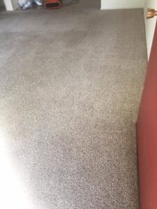 A freshly cleaned carpet after professional service by Martin Pro Cleaner in Tulsa, OK