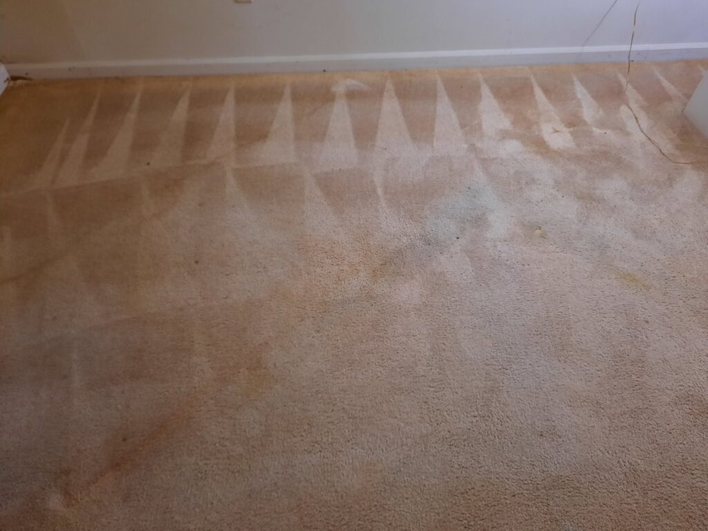 A freshly cleaned light-colored carpet with visible cleaning lines by Chem-Dry of Winston-Salem in Winston-Salem, NC.