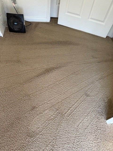 A freshly cleaned carpet with visible cleaning lines and a fan for drying, showcasing the work of Bee's Dry Organic Carpet Cleaning in San Antonio, TX.
