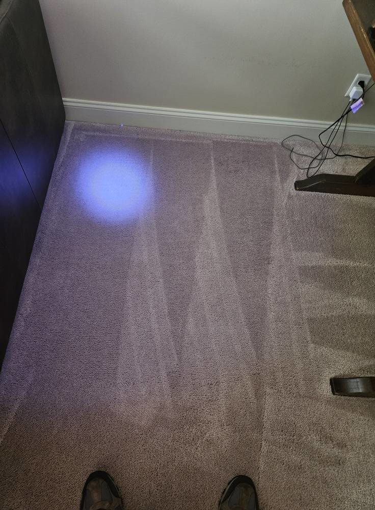 Freshly cleaned carpet with visible cleaning lines by CitruSolution Carpet Cleaning in Richmond, VA.