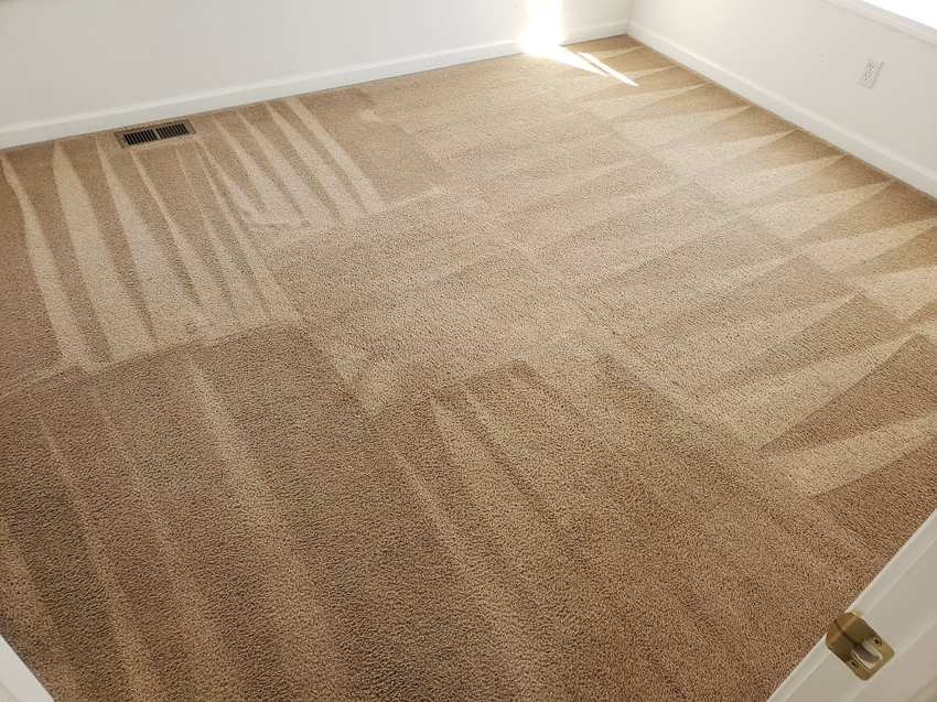 Freshly cleaned carpet with distinct cleaning lines by Mammoth Carpet Cleaners in Pueblo, CO