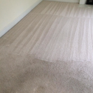 Freshly cleaned carpet with visible vacuum lines, showcasing a new look from New Look Carpet & Upholstery in Federal Way, WA.