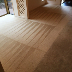 A freshly cleaned carpet with distinct cleaning lines, showcasing the quality work of Premier Carpet Cleaners in Houston, TX