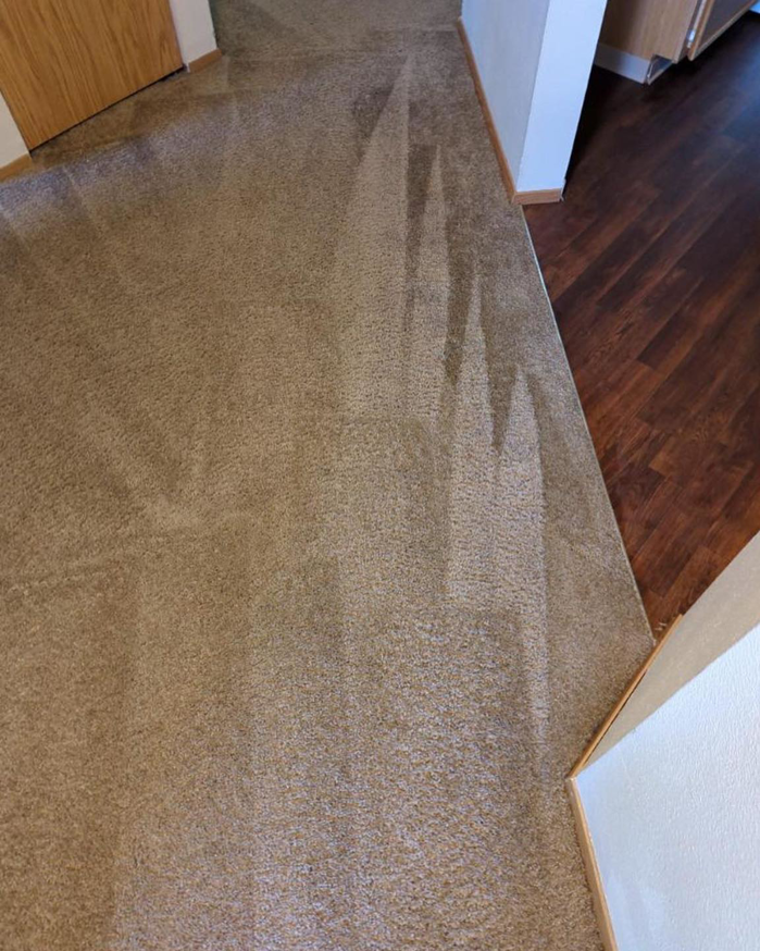 A freshly cleaned carpet with distinct vacuum lines, showcasing quality service by Mace Carpet Services in Tacoma, WA