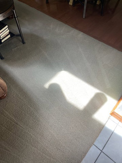 Freshly cleaned carpet showing distinct cleaning lines, performed by Spot Free Cleaning Services in Brownsburg, IN.