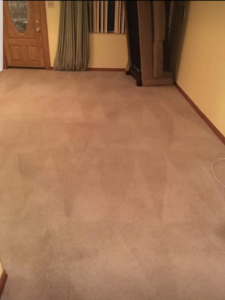 A freshly cleaned, light-colored carpet showing distinct cleaning stripes from professional service by Beagle & Boy Carpet Cleaning in Bentonville, AR.