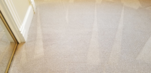 A freshly cleaned light-colored carpet with visible vacuum lines by The Carpet Medic in Suffolk, VA