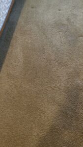 A close-up view of a freshly cleaned, light brown residential carpet by Greenco2 in Grand Rapids, MI.