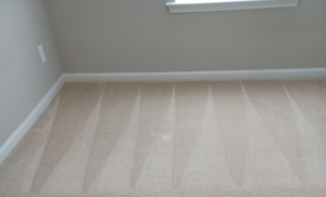 Freshly cleaned residential carpet with visible cleaning lines by Professional Carpet Systems of Raleigh, NC