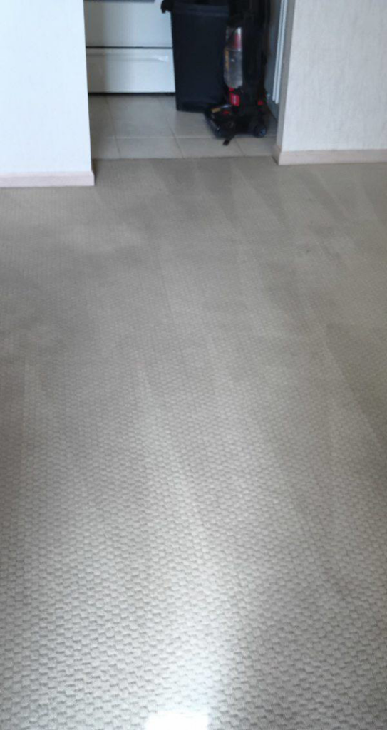 Freshly cleaned residential carpet showing clean streaks by Rowland Brothers Carpet Cleaning Service in Morgantown, WV