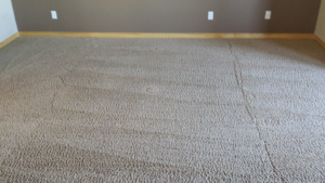 A freshly cleaned room carpet with distinct vacuum lines by Carpetco Restoration in Thornton, CO