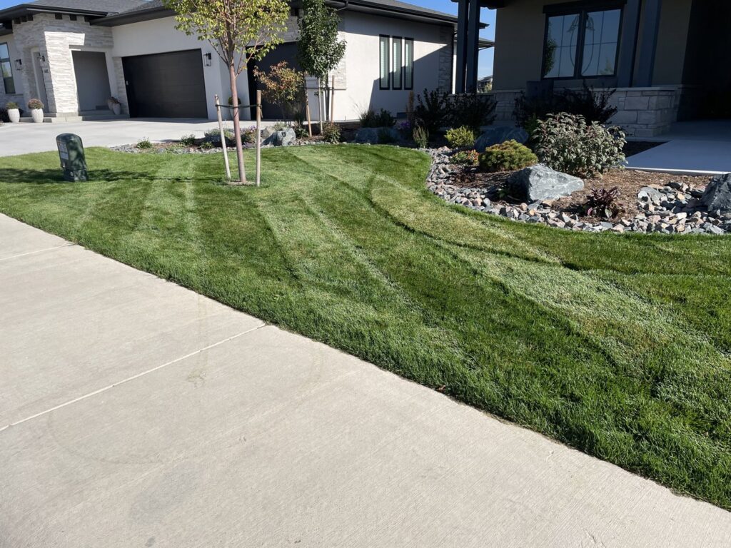 A freshly mowed front lawn with clean stripes next to a sidewalk, showcasing work by Front Range Finest in Fort Collins, CO.