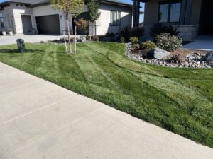 A freshly mowed front lawn with clean stripes next to a sidewalk, showcasing work by Front Range Finest in Fort Collins, CO.