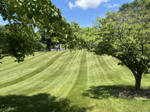 A beautifully mowed lawn with crisp stripes, showcasing the work of As Green Lawncare and Landscaping LLC in Frederick, MD.