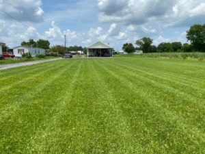 A freshly mowed lawn with neat stripes in front of a residential home by Thibodeaux's Lawn Care & Power Washing llc in Houma, LA.