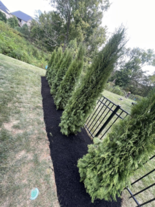 A freshly mulched garden bed with new evergreen trees installed by King Lawn Care in Alexandria, VA.