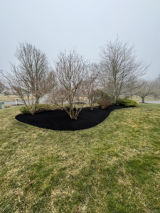 A freshly mulched landscape bed with trees and shrubs by Chaves Lawn Care in New Bedford, MA
