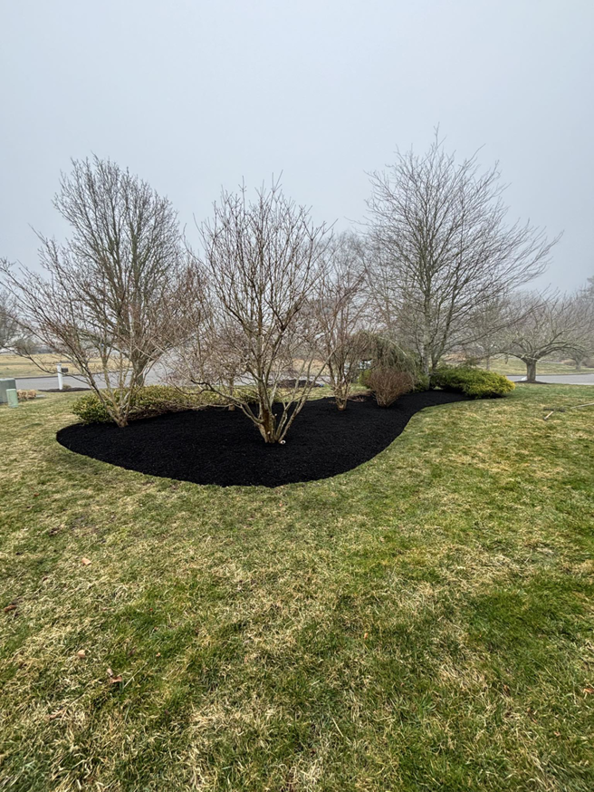 A freshly mulched landscape bed with trees and shrubs by Chaves Lawn Care in New Bedford, MA