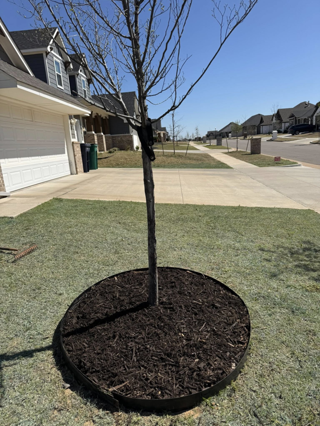 A freshly mulched tree bed with a young tree and green lawn, completed by Perez Lawn Care llc in Oklahoma City, OK