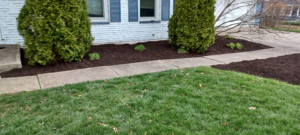 Fresh dark mulch in landscape beds with green shrubs in a front yard by VKDYS Lawn Care in Fort Wayne, IN.