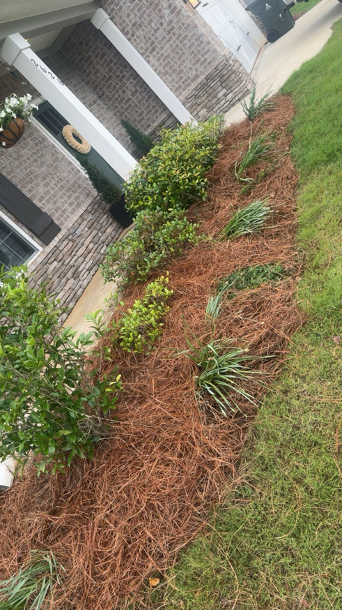 Beautiful front yard landscaping with pine straw mulch and various plants, maintained by Elite Landscaping Crew in Auburn, AL.
