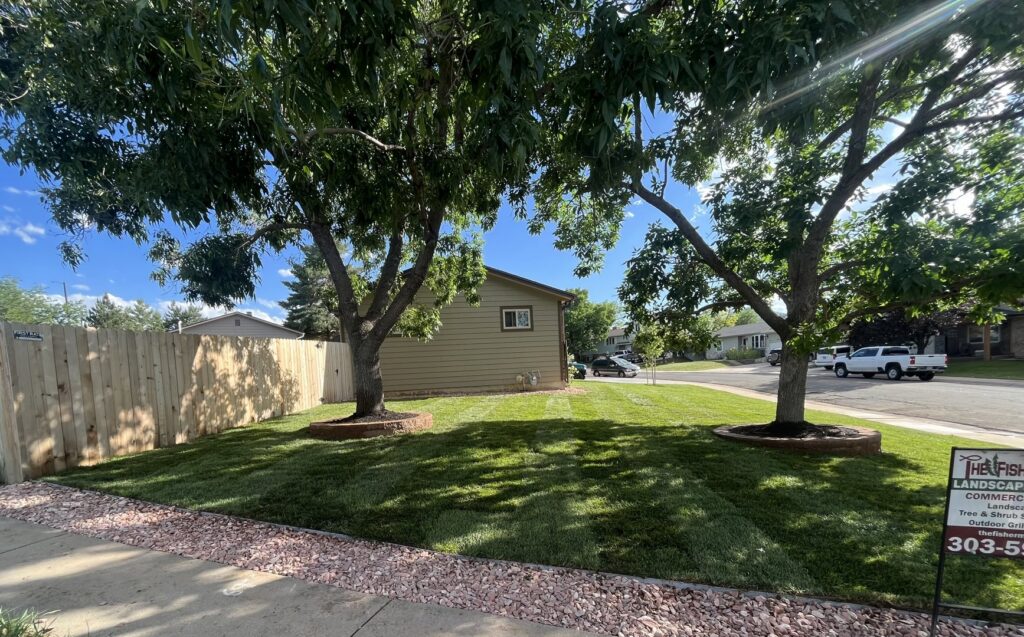 A beautifully maintained front yard with a lush green lawn and mulched trees, showcasing work by The Fisherman Landscaping LLC in Westminster, CO.