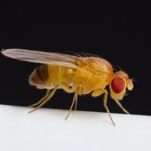 A close-up photo of a fruit fly, a common pest, handled by Bug Guy Pest Control in Las Cruces, NM.