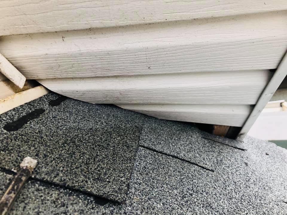 A gap at the roof edge where siding meets shingles, a potential access point for wildlife, inspected by Evictus Wildlife Solutions in South Bend, IN.