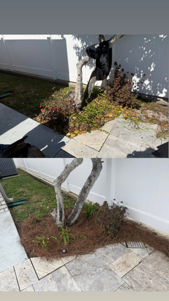 A before and after comparison showing a garden bed cleaned up and mulched with pine straw around a tree by God's Sight Lawn & Gardens LLC in New Orleans, LA