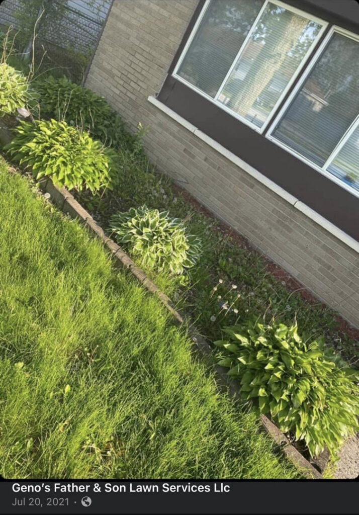 A garden bed with hostas and a mowed lawn, showcasing services by Geno's Father & Son Lawn Services Llc in Hammond, IN