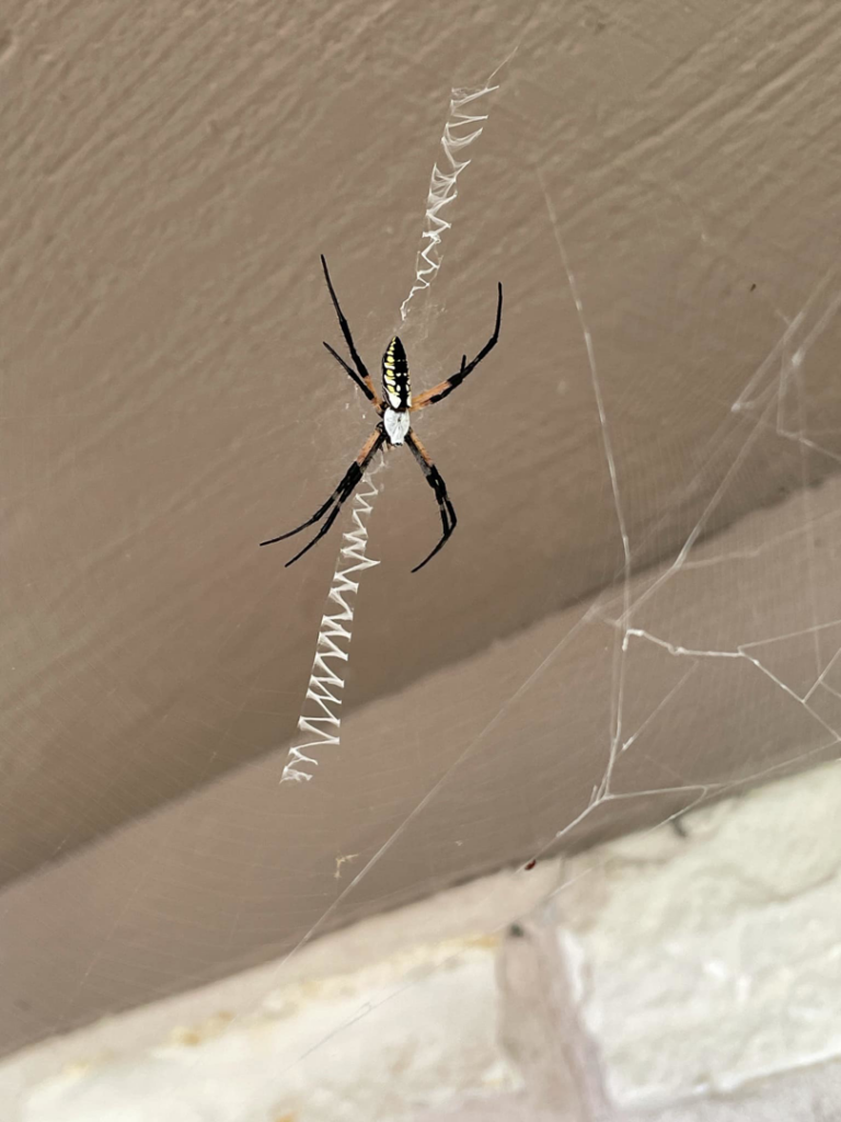 A large garden spider in its web, representing a common pest issue addressed by CARE PEST PROS in Austin, TX.
