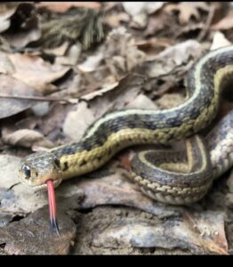 A garter snake on the ground, representing wildlife control services offered by Affordable Termite & Pest Control in Bloomington, IN.