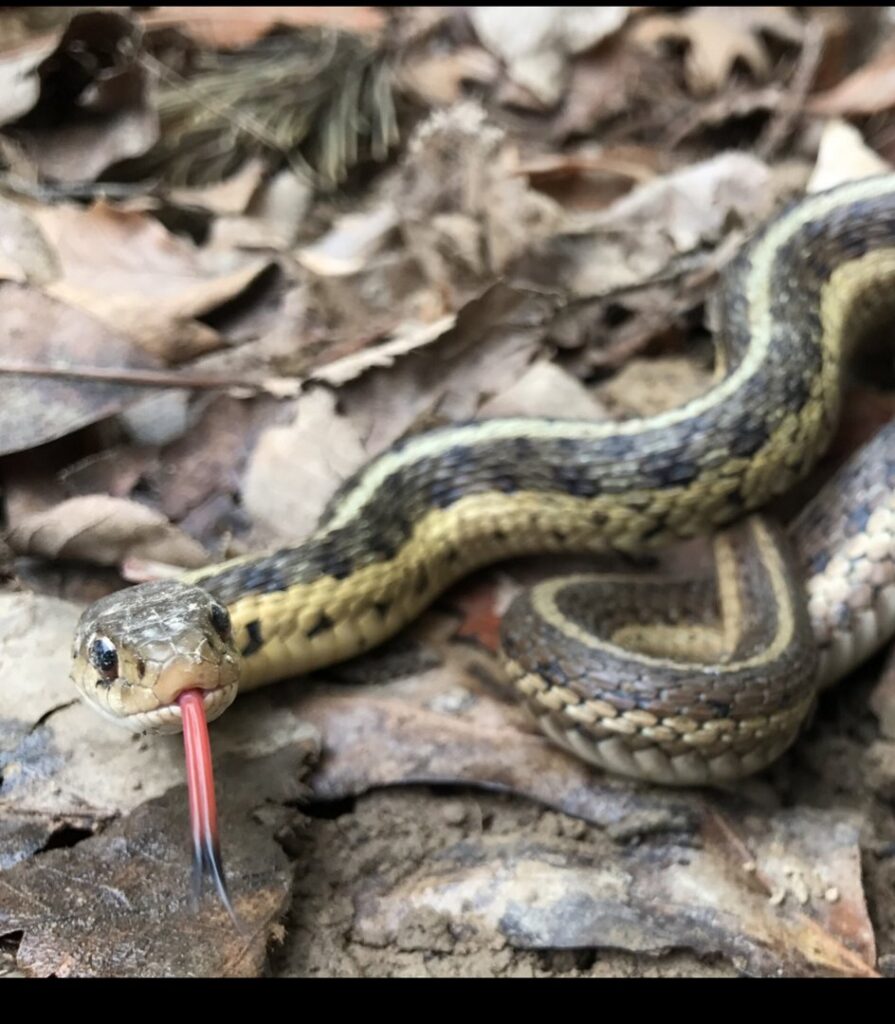A garter snake on the ground, representing wildlife control services offered by Affordable Termite & Pest Control in Bloomington, IN.