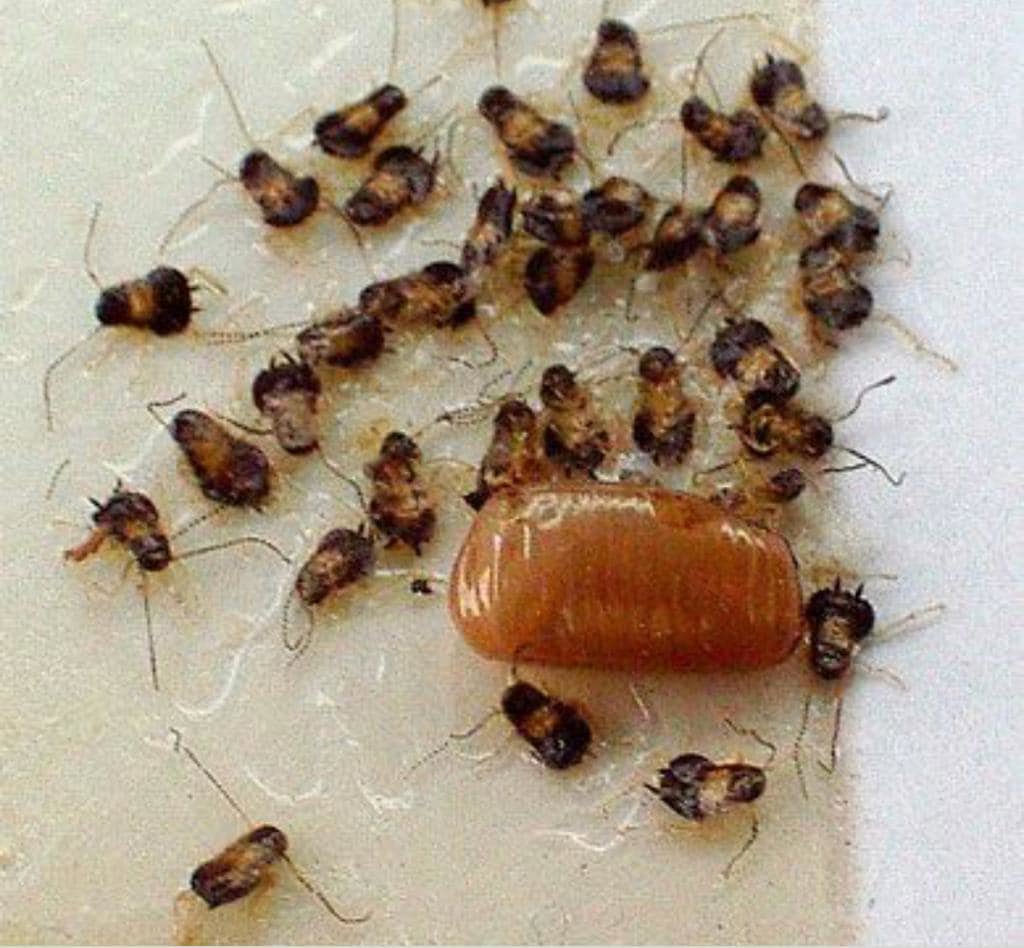 German cockroach nymphs and an egg casing caught on a sticky trap, demonstrating pest monitoring by Avast Pest Control in Orlando, FL.