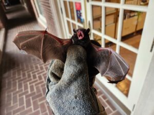 A gloved hand holding a bat with its wings spread, demonstrating safe wildlife handling by S-Tier Wildlife Control LLC in Lexington, KY.