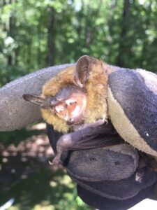 A gloved hand holding a bat, demonstrating a wildlife removal service by Xceptional Wildlife Removal Jacksonville, FL.