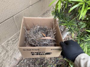 A gloved hand holding a bird's nest in a Trapper T-Rex rat trap box by BeeCal Pest Management in Los Angeles, CA