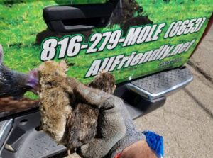 A gloved hand holding several moles caught during a pest control service by All Friendly Mole Control & Pest Services in Saint Joseph, MO.