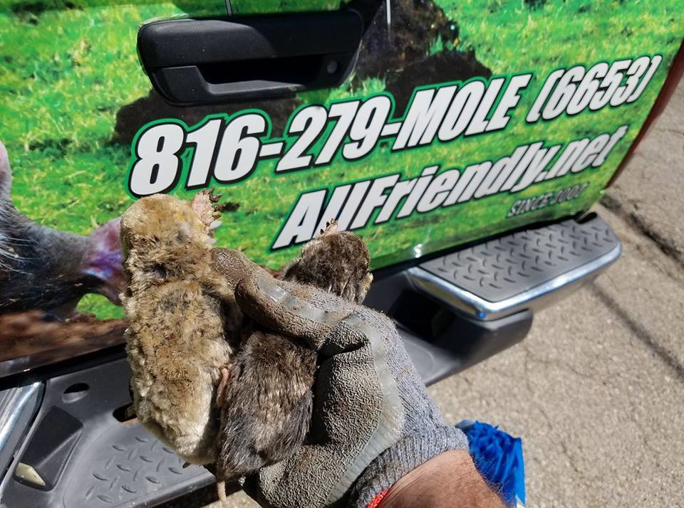 A gloved hand holding several moles caught during a pest control service by All Friendly Mole Control & Pest Services in Saint Joseph, MO.