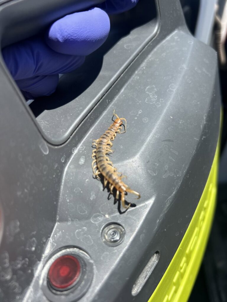 A gloved hand holding a centipede, demonstrating pest identification by Preferred Choice Pest Control in Surprise, AZ.